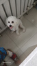豆柴（docile）鲜肉冻干鸭肉果梨狗粮成犬幼犬全犬种通用粮1.5kg 实拍图