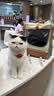 华元宠具（hoopet）猫包大容量宠物便捷外出便携透气双肩手提布偶狗背包幼犬外出包 实拍图