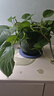 奥美优自动吸水绿萝花盆懒人塑料花盆水培植物容器储水专用特大号不漏水 实拍图