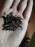 凤牌红茶 经典58 特级凤庆滇红茶中华老字号 袋装茶叶380g 实拍图