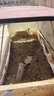 爬藤植物藤本月季花苗四季花卉浓香型玫瑰盆栽庭院阳台蔷薇花苗 粉色龙沙宝石 带土发货 15-25厘米高 实拍图