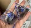 蓝莓干山长白山无添加姆同款正品独立包装大兴安岭特级 【含青花素】大果蓝莓干共500g*2袋 实拍图