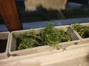 花翁重瓣太阳花苗宿根多年生枝条混色植物盆栽绿植花卉耐晒源头直发 实拍图
