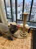 HELLOJOY猫抓板猫爬架一体耐磨不掉屑剑麻抓柱耐抓逗猫棒猫咪玩具自嗨解闷 实拍图