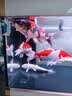 森森（SUNSUN）锦鲤鱼饲料观赏鱼金鱼饲料专用鱼粮增色不浑水鱼食锦鲤专用 综合营养3mm中颗粒 5斤装 实拍图