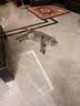 LEGENDSANDY蓝氏猫粮生鲜猎鸟鲜乳鸽生骨肉冻干高蛋白全价成猫粮幼猫通用型 一袋猫粮两只乳鸽丨猎鸟乳鸽丨4.5kg 实拍图