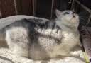 豆柴（docile）经典缤纷多维鲜冻干全价狗粮成犬幼犬小型犬犬粮比熊泰迪狗粮试吃 实拍图