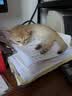皇家猫粮 成猫猫粮 口感型 ES35 通用粮 12月以上 10KG 实拍图