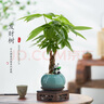 八芽盆栽发财树植物室内禅意招财树盆景办公室桌面绿植源头直发包邮 五福发财树-雪梨盆-紫砂托盘 含盆 实拍图