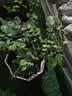 果汁阳台月季花苗四季开花卉盆栽绿植物室内花易活玫瑰带花苞庭院 奶油龙沙【多头淡香，月月开分枝多】 【带花苞】【盆口径15cm】原盆冠25高35 实拍图