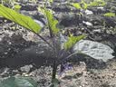 GIANT捷安特AIR mini002打气筒迷你便携式美法嘴通用山地车自行车打气筒带软管气压表 钛色 实拍图