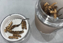 雷允上冬虫夏草 断虫草 高品质断草自用干货高端滋补品送长辈礼品 【甄选大断草】实惠自用 20g*1瓶 实拍图