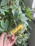 护花匠苯醚甲环唑胶囊植物杀菌剂多菌灵月季白粉枯叶黑褐斑病15粒/瓶 实拍图