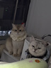亿迪 猫粮冻干10斤成猫幼猫国产全价布偶蓝猫银渐层全阶段专用 实拍图