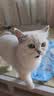 翡冷翠猫粮N40【重磅升级】成猫幼猫粮全阶段高蛋白补营养冻干猫咪猫粮 N40Pro｜10%能量速焕颗粒｜牛肉高白鲑 1.5Kg*3包 实拍图