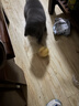 licheers猫玩具逗猫棒不倒翁猫咪玩具薄荷球幼猫猫咪自嗨解闷逗猫用品 实拍图