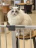 雪貂留香 猫咪沐浴露专猫定制宠物香波沐浴露 英短猫300mL 实拍图