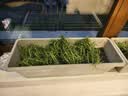 花翁重瓣太阳花苗宿根多年生枝条混色植物盆栽绿植花卉耐晒源头直发 实拍图