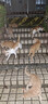多特思猫零食猫条200支混合口味0肉粉0诱食剂猫咪鱼油罐头湿粮 实拍图