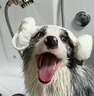 轻即无糖精荞麦面包0切片添加黑麦全麦脂肪孕妇减代餐肥食品控专用1kg 实拍图