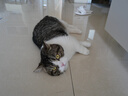 弗列加特 98%高含肉量 猫罐头 FPMR生骨肉猫湿粮 鲜鸡肉幼猫主食罐头95g 实拍图
