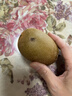 佳沛（zespri）新西兰 金果25-27粒特大单果124-146g 端午礼物水果礼盒 猕猴桃 实拍图