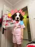 野兽派家居（tbh）三丽鸥Hello Kitty天丝棉家居服套装软棉棉四季条纹睡衣 短款  S 实拍图