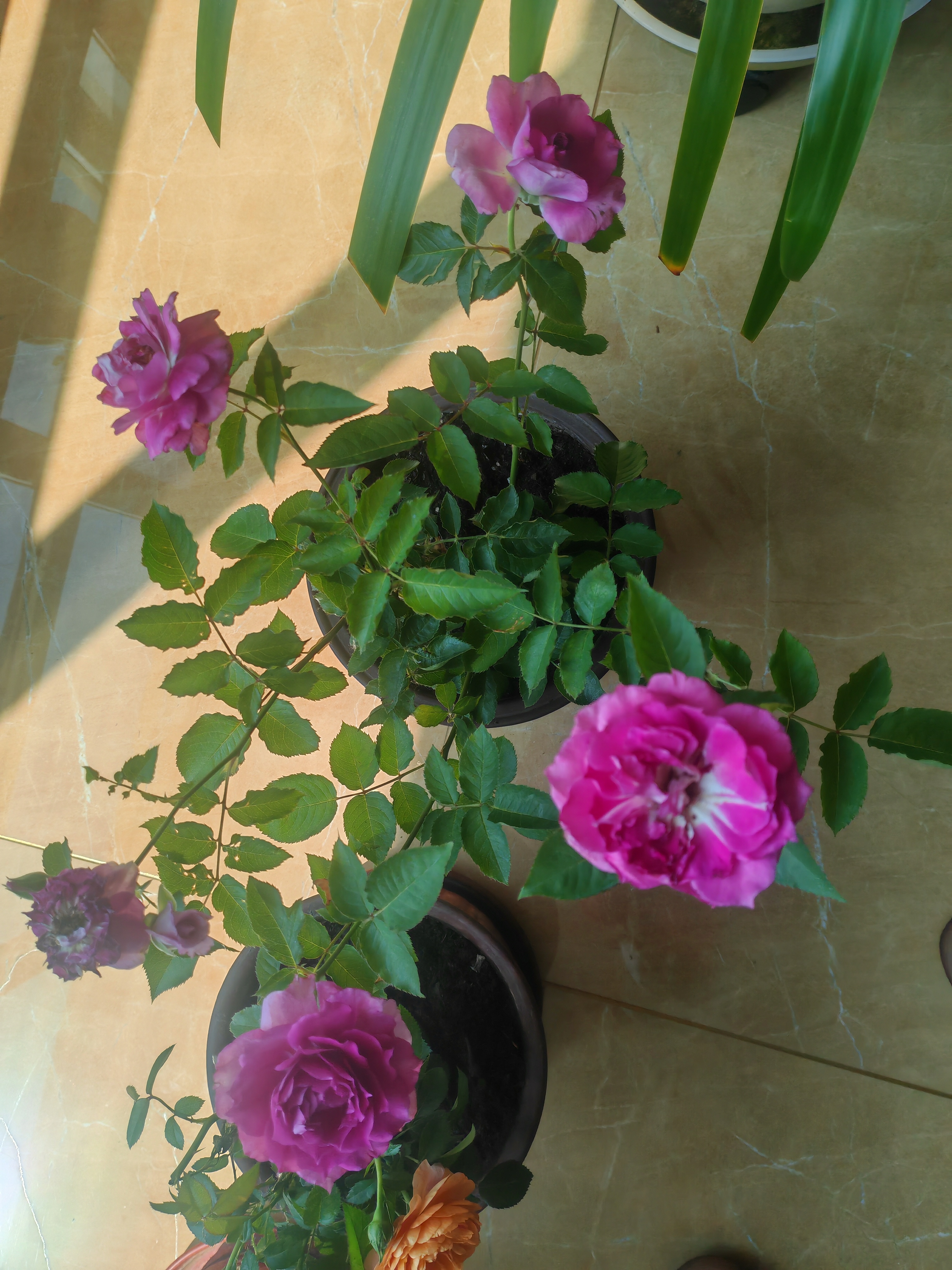 果汁阳台月季花苗四季开花卉盆栽绿植物室内花易活玫瑰带花苞庭院 天方夜谭【大花浓香，月月开分枝多】 【带花苞】【盆口径15cm】原盆冠25高35 实拍图