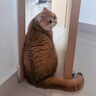 皇家英短成猫粮 BS34 通用粮 12月以上 4.5KG 实拍图