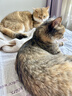 亿迪 猫粮幼猫1-4月12月全价奶糕蓝猫英短美短小猫专用离乳期3斤 实拍图