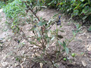 特大果高产蓝莓苗带土发货蓝莓树苗南方北方种植盆栽地栽当年结果 5年苗（当年结果多） 40cm(含)-50cm(不含) 实拍图