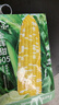 寿禾黄白水果玉米种子苗双色超甜夏季菜种籽 金辉甜505玉米种子100g 实拍图
