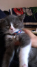 PETIO TOGETHER YOUR PRECIOUS LIFEPetio派地奥猫项圈可调节大小安全扣设计带铃铛防走失定制铭牌 蓝色线球（刻字请联系客服） 实拍图
