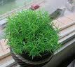 花翁重瓣太阳花苗宿根多年生枝条混色植物盆栽绿植花卉耐晒源头直发 实拍图