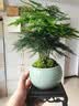 花翁文竹盆栽绿植物室内客厅中式禅意盆景办公室摆件高端花卉源头直发 实拍图