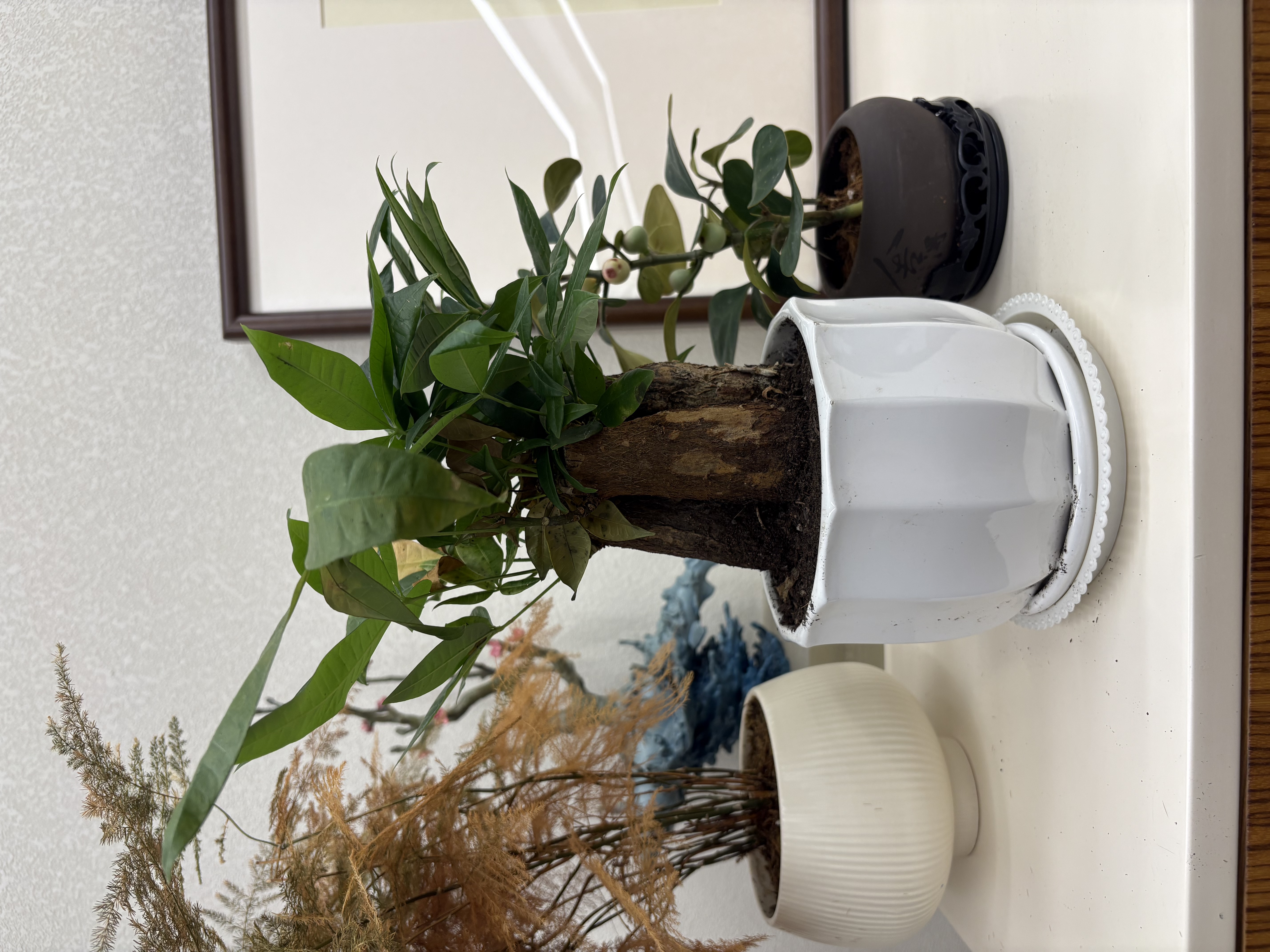 花翁大盆三杆发财树绿植盆栽招财植物办公室内开业盆景金钱树源头直发 实拍图