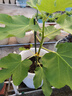 爱丽思（IRIS）Deepot深型花盆大号口径家用树脂塑料加仑月季绣球龟背竹专用植物 18号 浅绿色 (口径57.5cm)约58L 新品超大号 实拍图