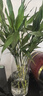 京东绿植观音竹水培植物带根花卉绿植室内盆栽带花瓶好养源头直发 实拍图