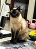 皇家暹罗成猫 SM38 通用粮 12月以上 2KG 实拍图