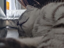 红狗 营养膏10g 宠物狗狗猫咪幼犬营养膏微量元素维生素 实拍图