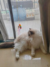 皇佳宠猫玩具猫咪电动悠悠球智能挂门自动升降逗猫棒自嗨解闷猫咪玩具 实拍图