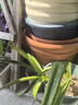 爱丽思（IRIS）特大号圆形花盆种树庭院超大加厚大盆景树木无花果蓝莓果树种植盆 14号茶色 约27L（口径41.7cm） 实拍图