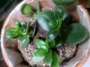史丹利大块椰砖4.5KG 营养土椰糠养花通用型花土椰壳种菜专用脱盐椰子土 实拍图