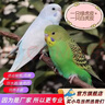 万宠汇 鸟活体虎皮鹦鹉笼养牡丹玄风活鸟学说话手养小太阳鹦鹉宠物鹦鹉 虎皮一只颜色备注+单层笼+1斤粮 实拍图