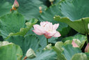 适马（SIGMA）70-200mm F2.8 DG DN OS | Sports 全画幅微单 恒定大光圈变焦镜头70200（索尼E卡口） 实拍图