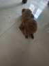 HELLOJOY咖啡木磨牙棒狗狗宠物玩具洁牙洁齿大中小型幼犬防拆家专用耐啃咬 实拍图