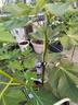 爱丽思（IRIS）Deepot深型花盆大号口径家用树脂塑料加仑月季绣球龟背竹专用植物 18号 浅绿色 (口径57.5cm)约58L 新品超大号 实拍图