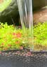 憨憨乐园小鱼缸吸便器换水器吸鱼粪便神器吸管乌龟缸沉淀斗鱼屎吸污器小号 实拍图