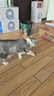 网易严选猫零食罐头猫用浓汤随享罐猫罐头 兔肉胡萝卜味40g*6罐 实拍图