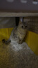 领先猫主食罐头猫咪零食湿粮全价猫粮年货红色礼盒装混合口味85g*30罐 实拍图